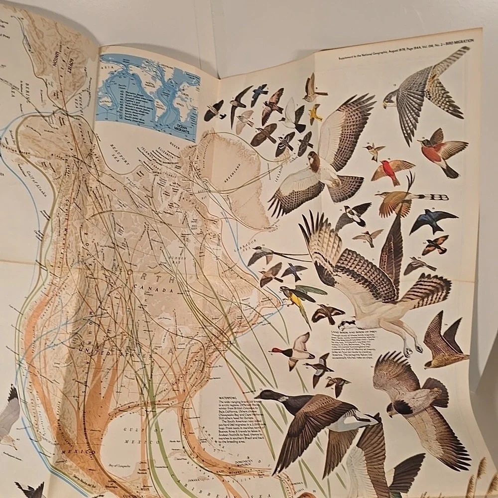 National Geographic Aug 79 Map Bird Migration In The‎ Americas & Whales Of World